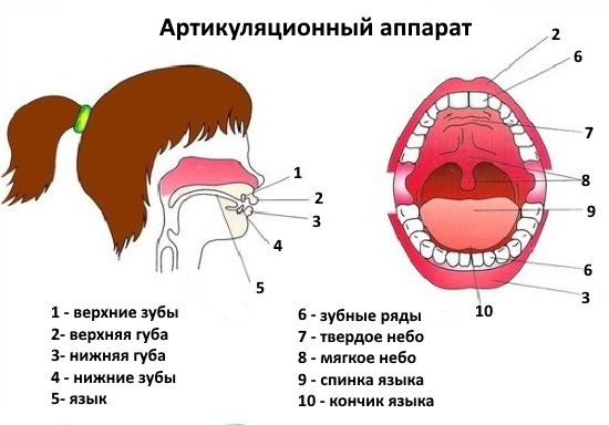 Строение артикуляционного аппарата