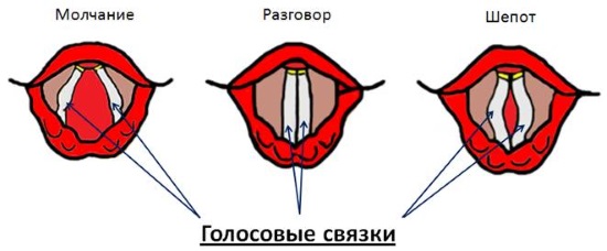 Голосовые связки при молчании и разговоре