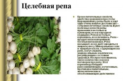 Целебные свойства репы Целебные свойства репы