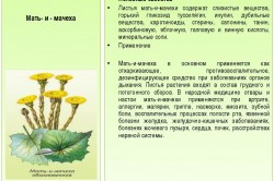 Польза мать-и-мачехи Польза мать-и-мачехи