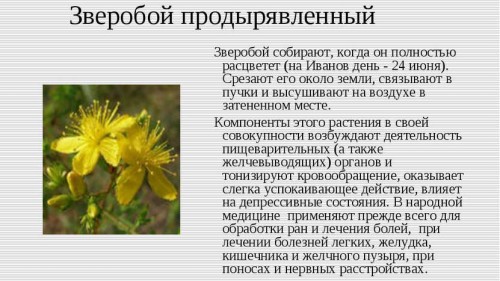 Зверобой продырявленный Зверобой продырявленный