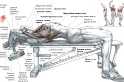 Рисунок 4. Упражнение полувер с гантелями Рисунок 4. Упражнение полувер с гантелями