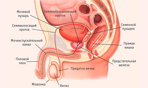 Устройство предстательной железы Устройство предстательной железы