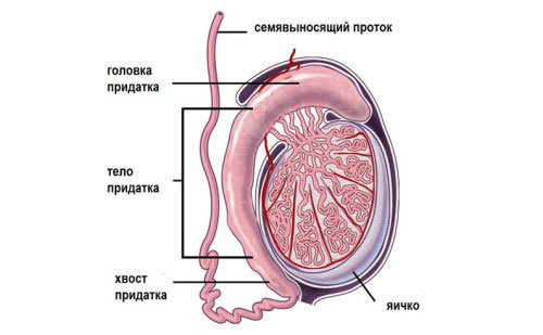 Строение придатка яичка Строение придатка яичка