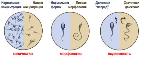 Фертильность мужчины Фертильность мужчины