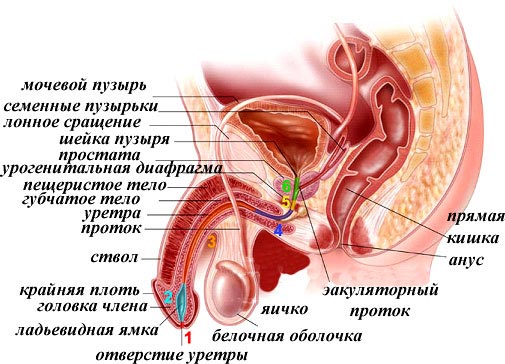 Строение мочеполовой системы мужчины Строение мочеполовой системы мужчины